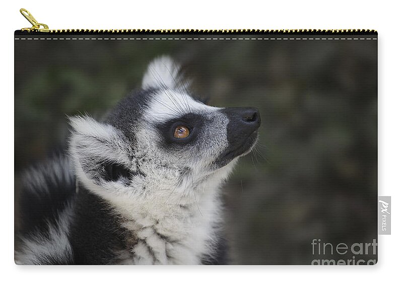 Ring-tailed Lemur Zip Pouch featuring the photograph Ring-tailed Lemur #4 by Liz Leyden