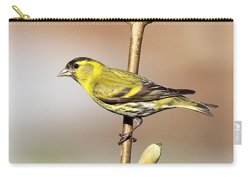  Tree Zip Pouch featuring the photograph Siskin #2 by Grant Glendinning