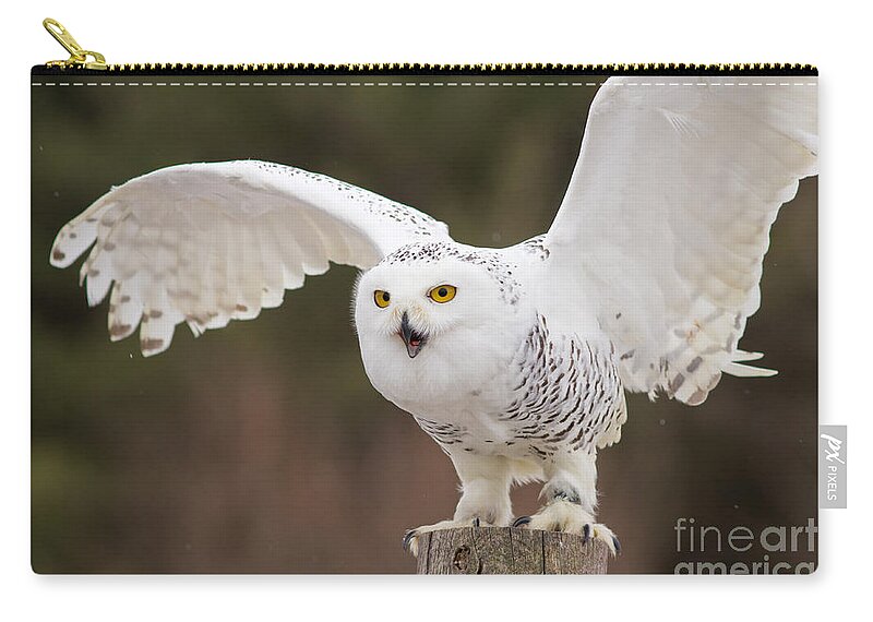 Snowy Zip Pouch featuring the photograph Snowy Owl #2 by Les Palenik