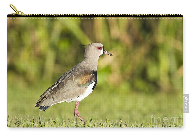 Nature Zip Pouch featuring the photograph Southern Lapwing #2 by William H. Mullins