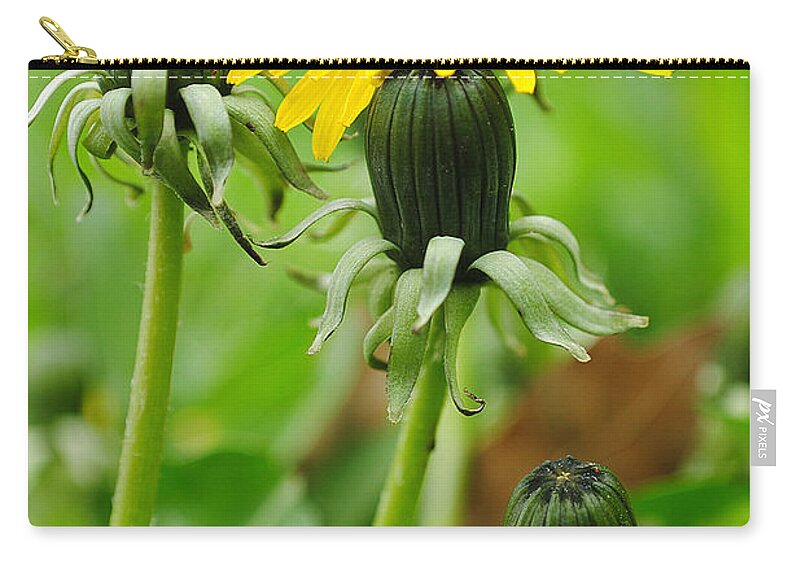 Dandelion Zip Pouch featuring the photograph Standing Tall #2 by Frozen in Time Fine Art Photography