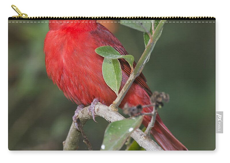 Summer Tanager Zip Pouch featuring the photograph Summer Tanager #2 by Anthony Mercieca
