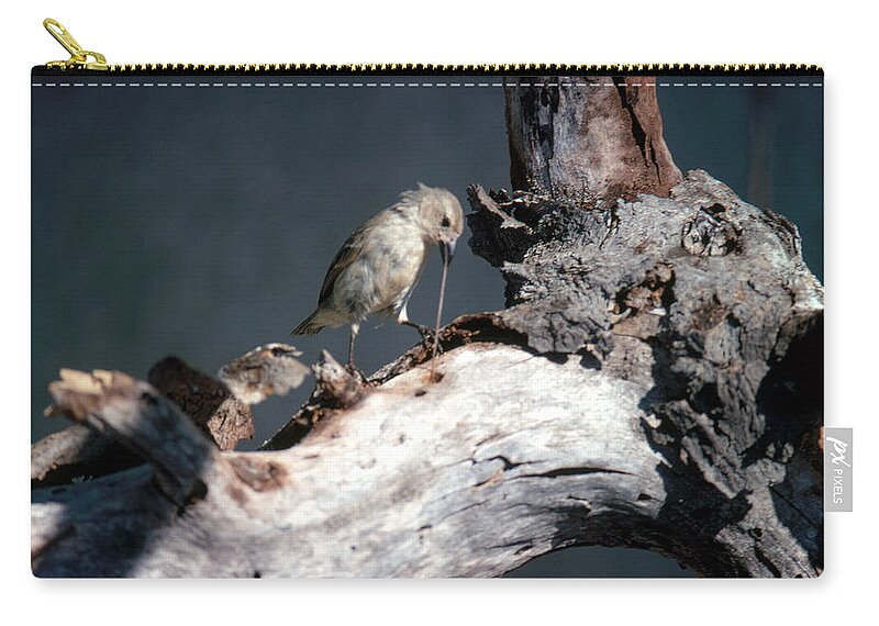 Woodpecker Finch Zip Pouch featuring the photograph Woodpecker Finch #2 by Miguel Castro