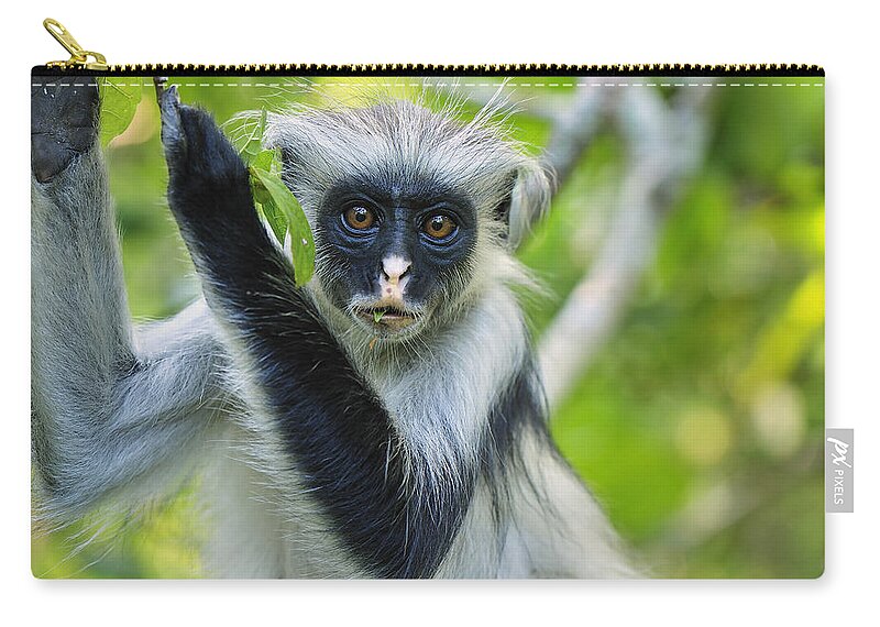 Thomas Marent Zip Pouch featuring the photograph Zanzibar Red Colobus In Tree Jozani #2 by Thomas Marent