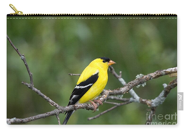 Carduelis Tristis Zip Pouch featuring the photograph American Goldfinch #24 by Linda Freshwaters Arndt
