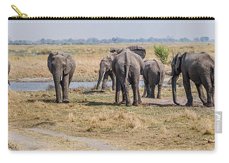 Photography Zip Pouch featuring the photograph African Elephants Loxodonta Africana #27 by Panoramic Images