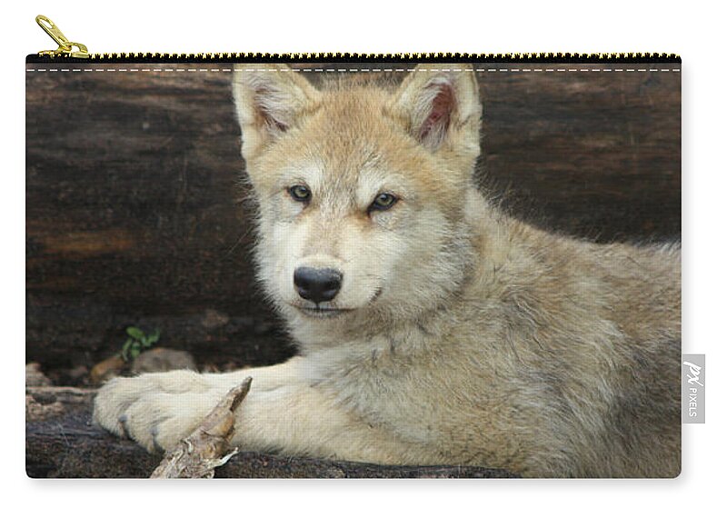 Wolf Zip Pouch featuring the photograph Gray Wolf Pup #27 by Amanda Stadther