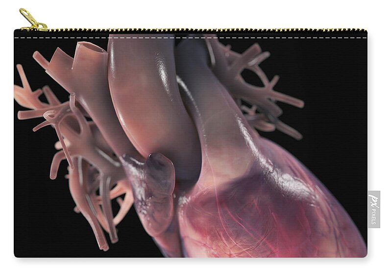 Ascending Aorta Zip Pouch featuring the photograph Heart Anatomy #29 by Science Picture Co