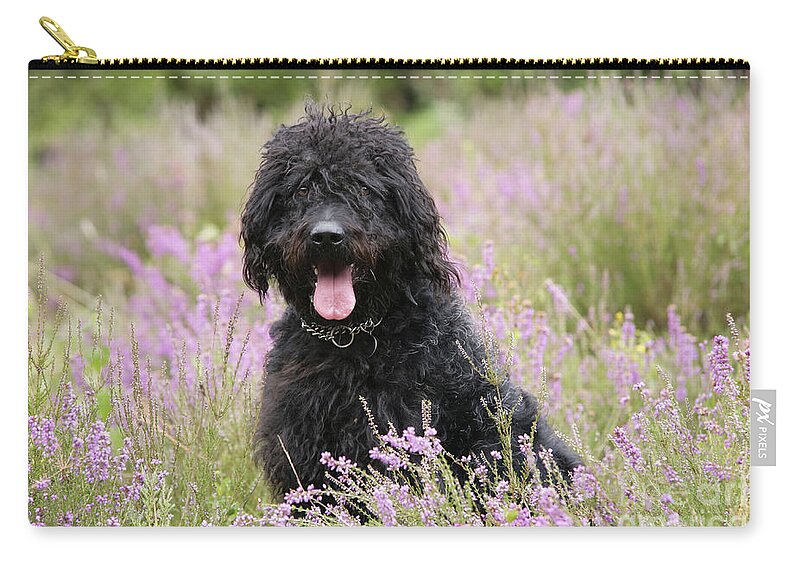 Labradoodle Carry-all Pouch featuring the photograph Black Labradoodle by John Daniels