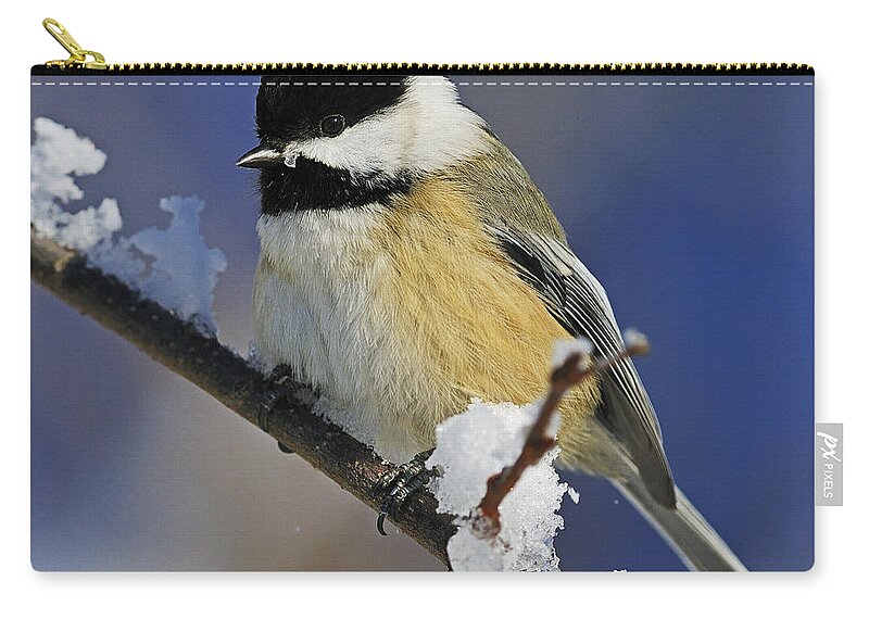 Black-capped Chickadee Zip Pouch featuring the photograph Winter Chickadee... by Nina Stavlund
