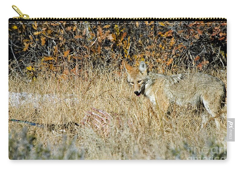 Coyote Zip Pouch featuring the photograph Coyotes #3 by Steven Krull