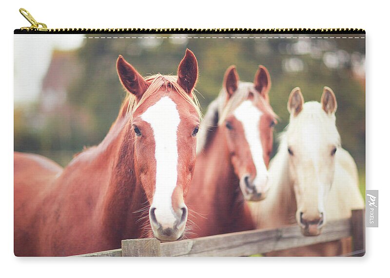 Horse Zip Pouch featuring the photograph 3 Friendly Thoroughbred Horses In Field by Olivia Bell Photography