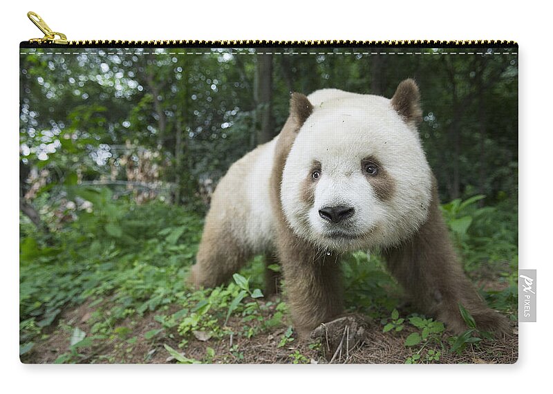 Katherine Feng Zip Pouch featuring the photograph Giant Panda Brown Morph China by Katherine Feng