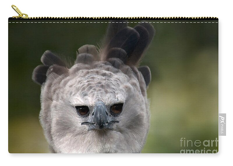 Animal Zip Pouch featuring the photograph Harpy Eagle Harpia Harpyja #3 by Mark Newman