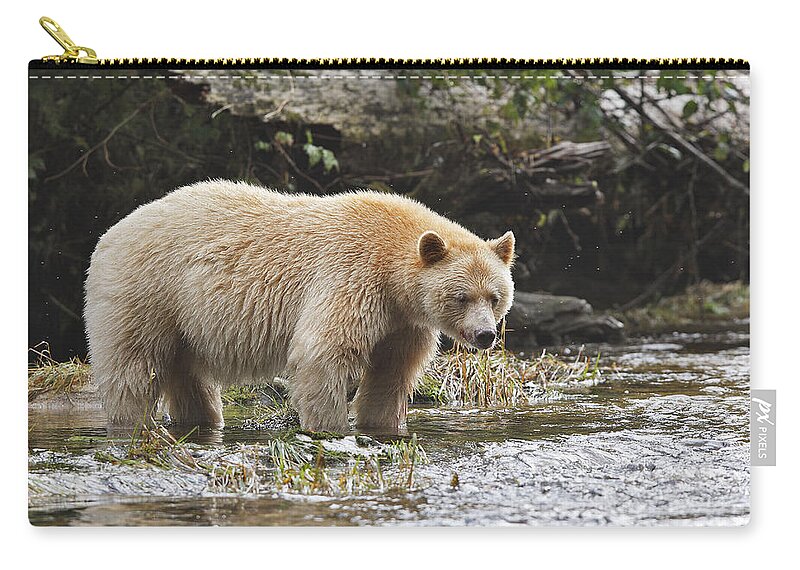 Kermode Bear Zip Pouch featuring the photograph Kermode Or Spirit Bear #3 by M. Watson