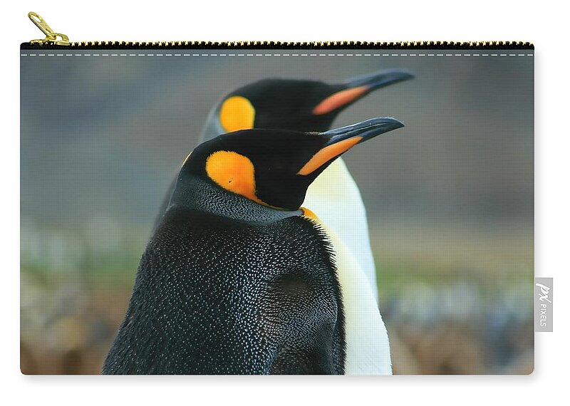 Two King Penguins Zip Pouch featuring the photograph King Penguins #3 by Amanda Stadther