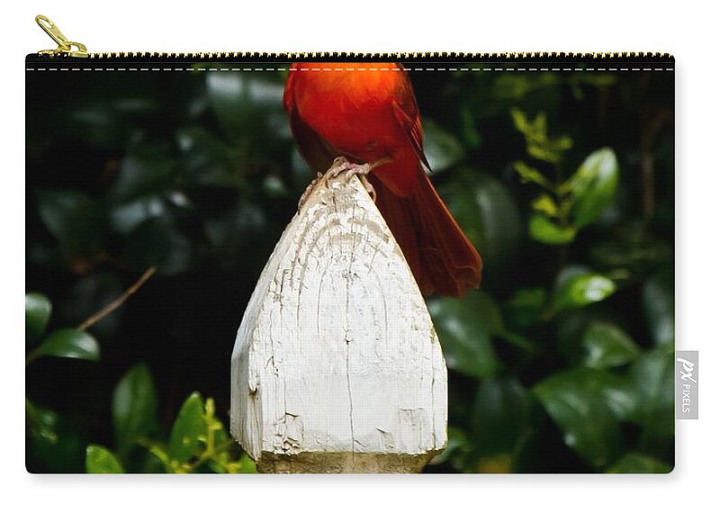 Male Cardinal Zip Pouch featuring the photograph Male Cardinal #3 by Robert L Jackson