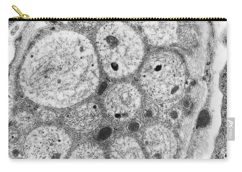 Science Zip Pouch featuring the photograph Nerve Cell Tem #3 by David M. Phillips