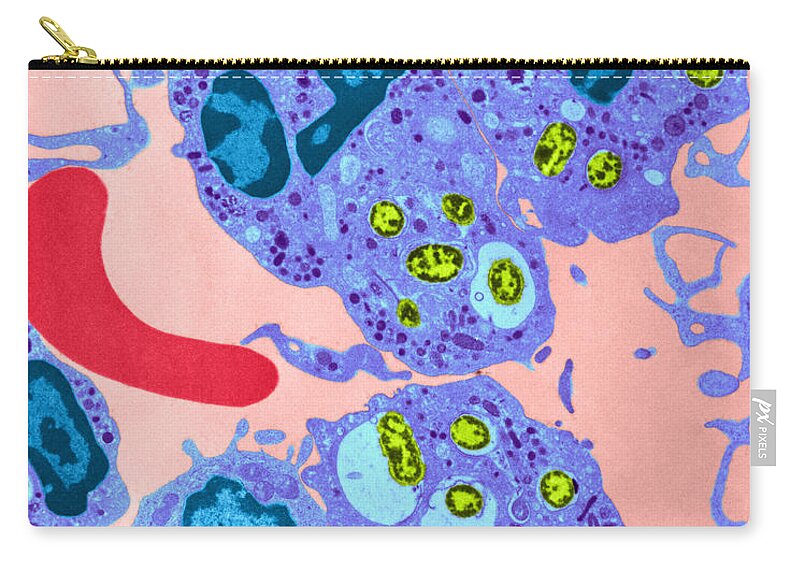 Science Zip Pouch featuring the photograph Neutrophil Ingesting Bacteria Tem #3 by David M. Phillips