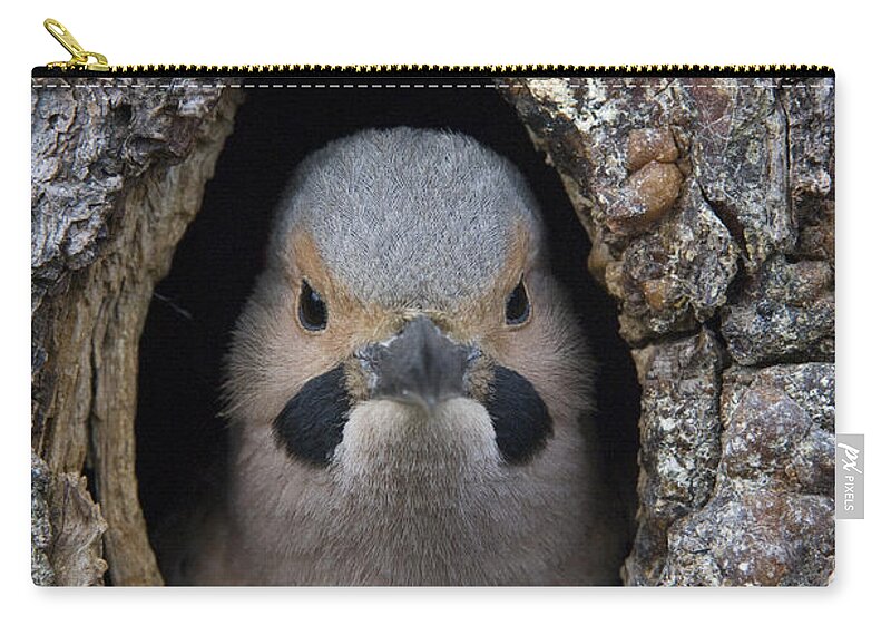 Michael Quinton Zip Pouch featuring the photograph Northern Flicker In Nest Cavity Alaska #3 by Michael Quinton