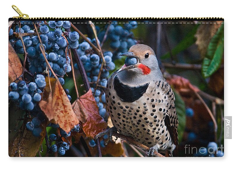 Animal Zip Pouch featuring the photograph Northern Flicker #3 by Ron Sanford