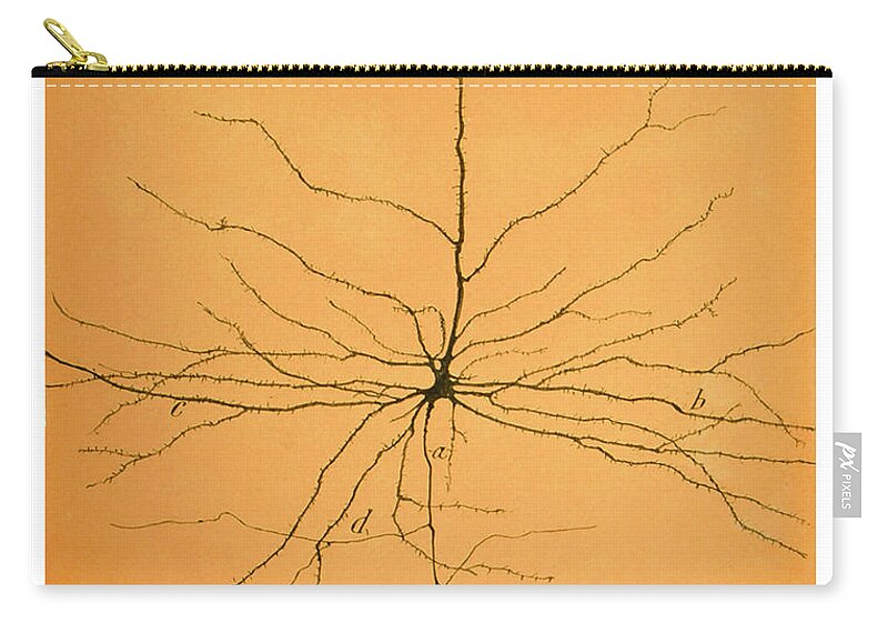 Pyramidal Cell Zip Pouch featuring the photograph Pyramidal Cell In Cerebral Cortex, Cajal by Science Source