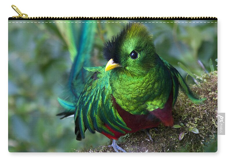 Bird Carry-all Pouch featuring the photograph Quetzal by Heiko Koehrer-Wagner