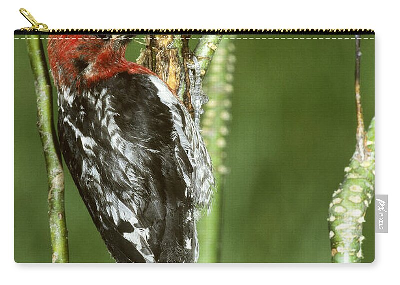 Animal Zip Pouch featuring the photograph Red-breasted Sapsucker #3 by Richard Hansen