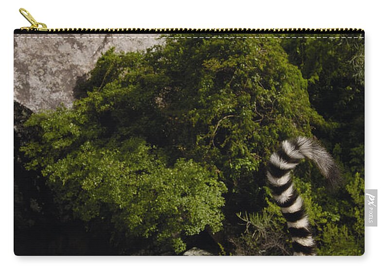 Feb0514 Zip Pouch featuring the photograph Ring-tailed Lemur Madagascar #3 by Pete Oxford