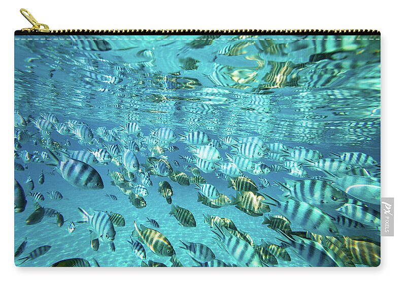 Photography Zip Pouch featuring the photograph School Of Black And White Striped Fish #3 by Animal Images