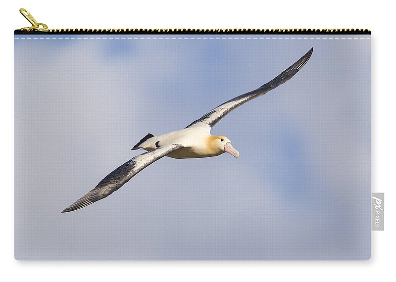 536880 Zip Pouch featuring the photograph Short-tailed Albatross Flying Torishima #3 by Tui De Roy