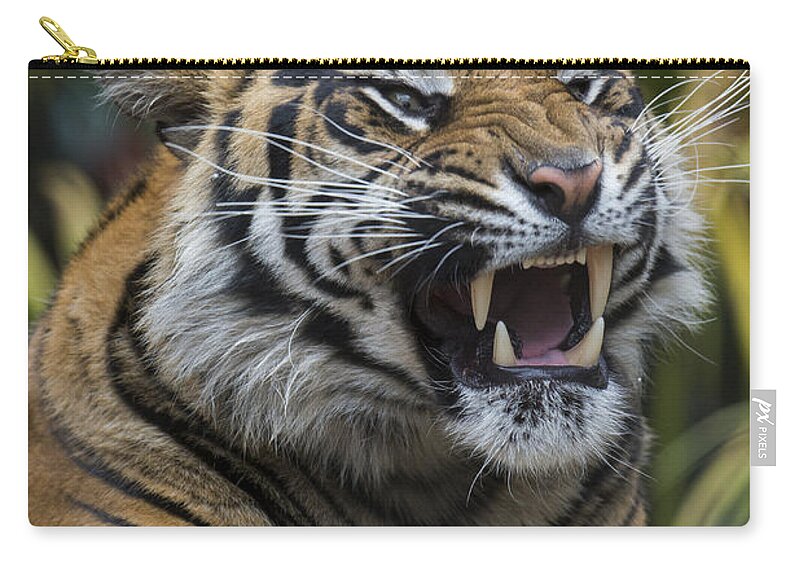 San Diego Zoo Zip Pouch featuring the photograph Sumatran Tiger #3 by San Diego Zoo