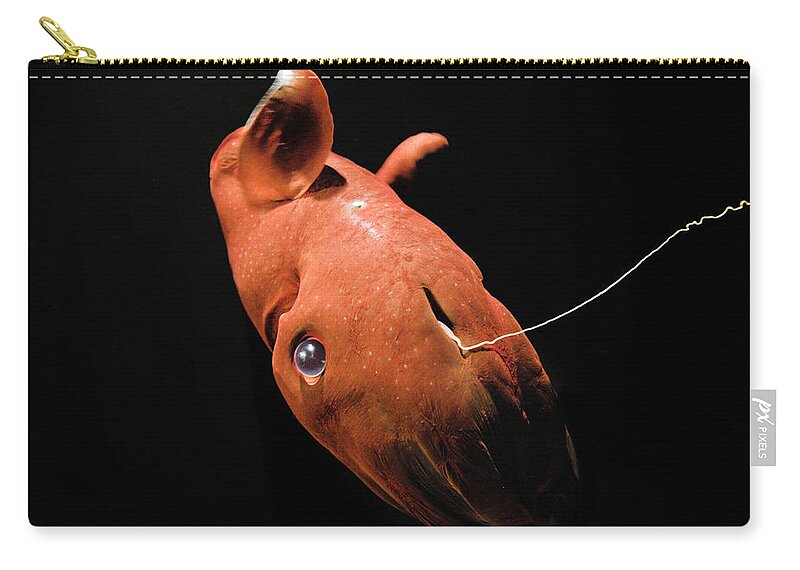 Vampire Squid Zip Pouch featuring the photograph Vampire Squid #3 by Steve Downer
