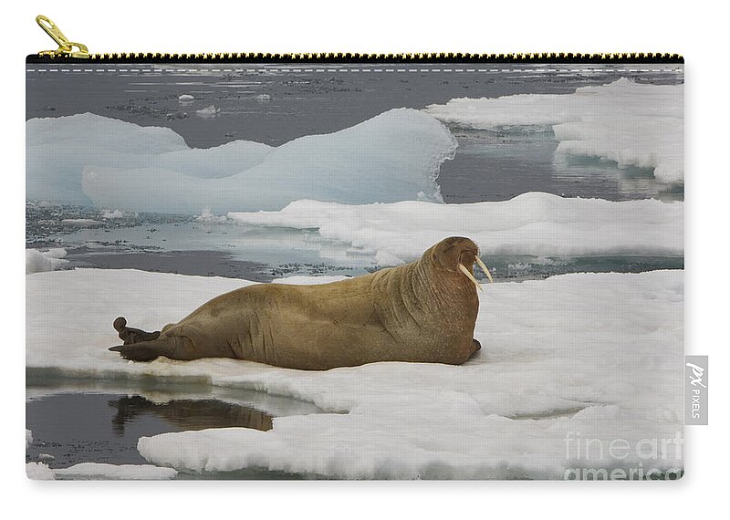 Walrus Zip Pouch featuring the photograph Walrus Resting On Ice Floe #3 by John Shaw