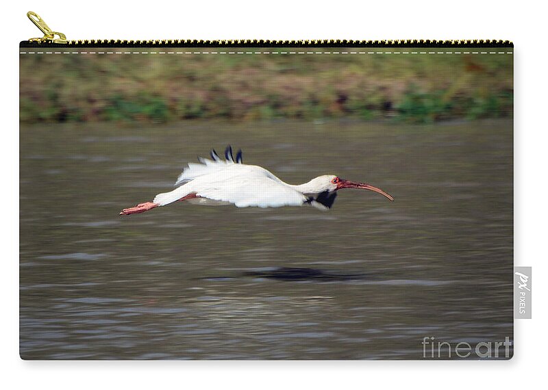 White Ibis In Flight Zip Pouch featuring the photograph White Ibis in Flight by Savannah Gibbs