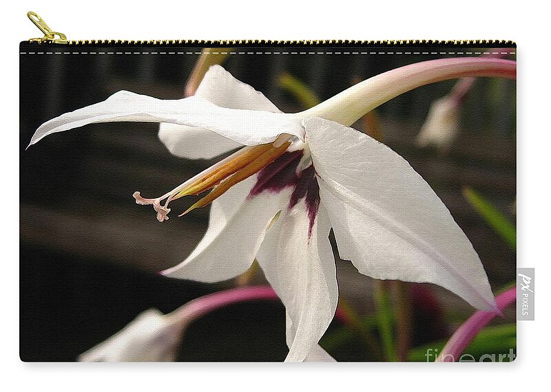 Mccombie Zip Pouch featuring the painting Acidanthera or Peacock Gladiolus #4 by J McCombie