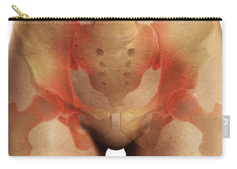 Bone Zip Pouch featuring the photograph Bones Of The Pelvis #4 by Science Picture Co