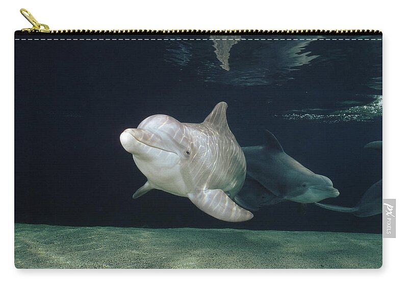 Feb0514 Carry-all Pouch featuring the photograph Bottlenose Dolphin Pair Hawaii by Flip Nicklin