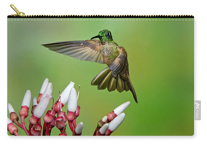 American Fauna Zip Pouch featuring the photograph Fawn-breasted Brilliant Hummingbird #4 by Anthony Mercieca