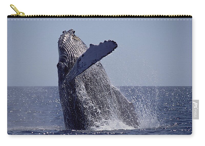 Feb0514 Zip Pouch featuring the photograph Humpback Whale Breaching Maui Hawaii #4 by Flip Nicklin