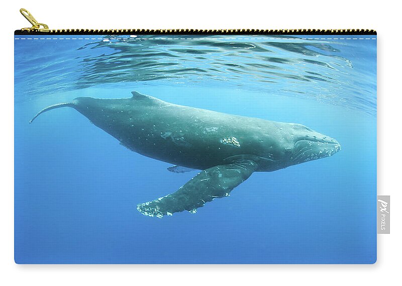 Underwater Zip Pouch featuring the photograph Humpback Whale #4 by M Swiet Productions