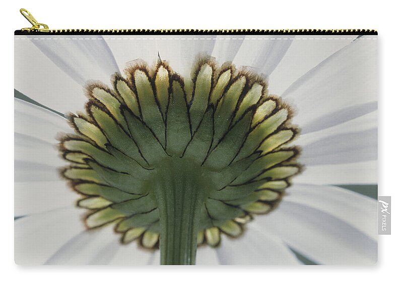 Angiosperm Zip Pouch featuring the photograph Ox-eye Daisy #4 by Perennou Nuridsany