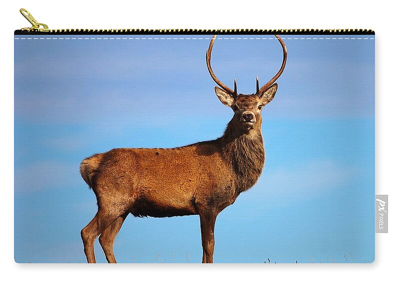 Red Deer Stag Zip Pouch featuring the photograph Red deer stag #4 by Gavin Macrae