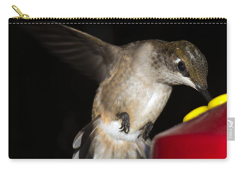 Ruby-throated Hummingbird Zip Pouch featuring the photograph Ruby Throated Hummingbird #4 by Robert L Jackson