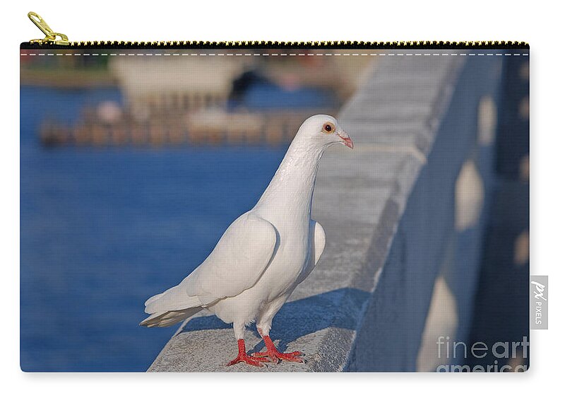 White Dove Zip Pouch featuring the photograph 21- White Dove by Joseph Keane