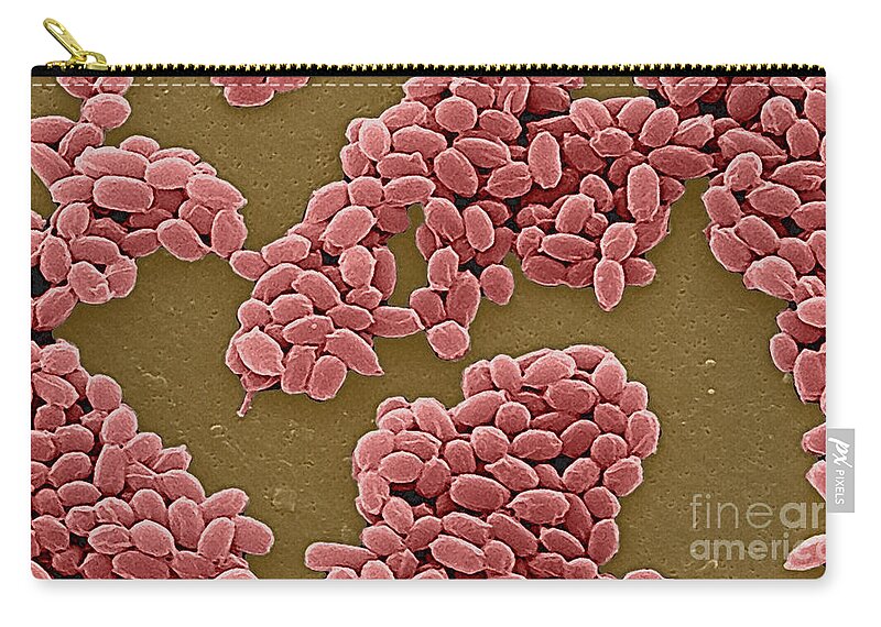 Science Zip Pouch featuring the photograph Anthrax Bacteria Sem #5 by Science Source