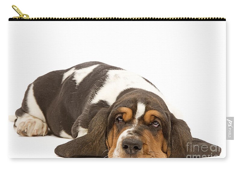 Dog Zip Pouch featuring the photograph Basset Hound #5 by Jean-Michel Labat