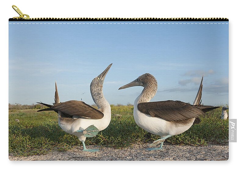 531710 Zip Pouch featuring the photograph Blue-footed Booby Pair Courting #5 by Tui De Roy