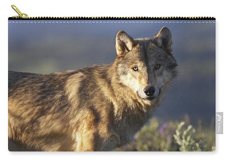 Feb0514 Zip Pouch featuring the photograph Gray Wolf North America #5 by Tim Fitzharris