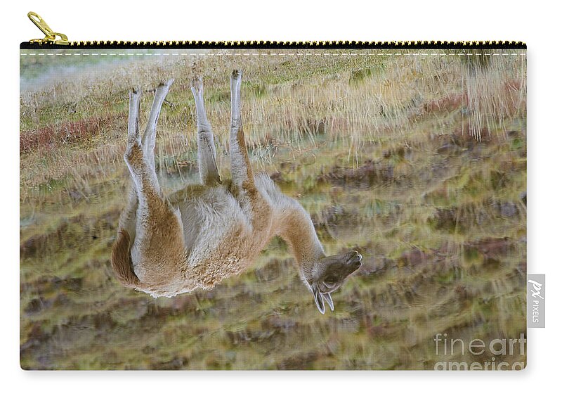 Chilean Fauna Zip Pouch featuring the photograph Guanacos In Chilean National Park #5 by John Shaw